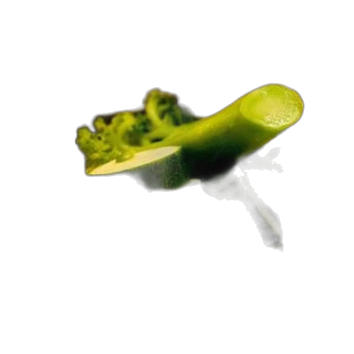 food, weapon, flower, creature transparent PNG cut-out