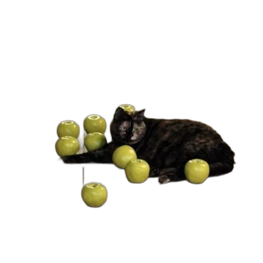 food, animal, staff, shoes transparent PNG cut-out