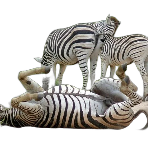 animal, creature, furniture, 3d render transparent PNG cut-out
