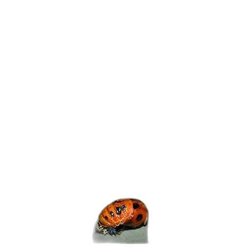 car, robot, shoes, jewelry transparent PNG cut-out