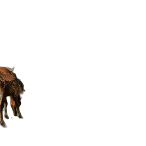 animal, creature, dragon, hair transparent PNG cut-out