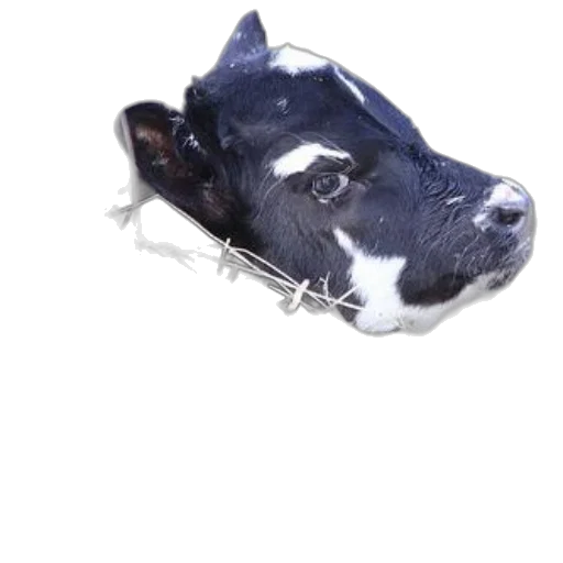 animal, mask, face, crown transparent PNG cut-out