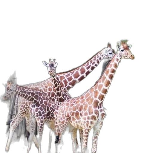 animal, creature, jewelry, staff transparent PNG cut-out
