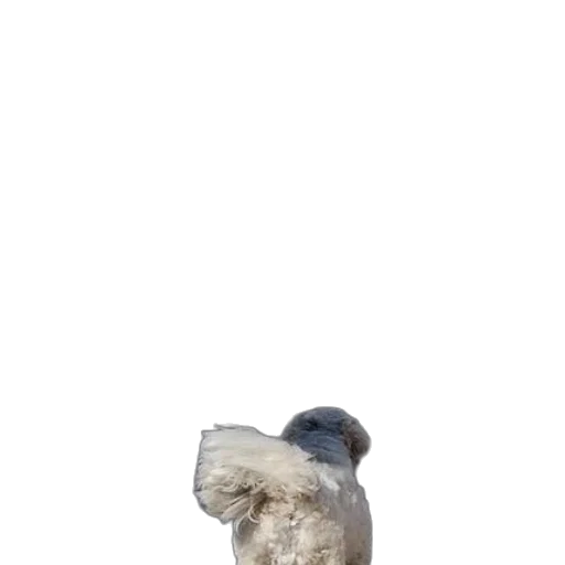 hat, animal, bottle, shoes transparent PNG cut-out