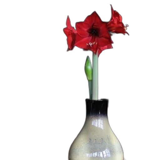 bottle, flower, crown, 3d render transparent PNG cut-out