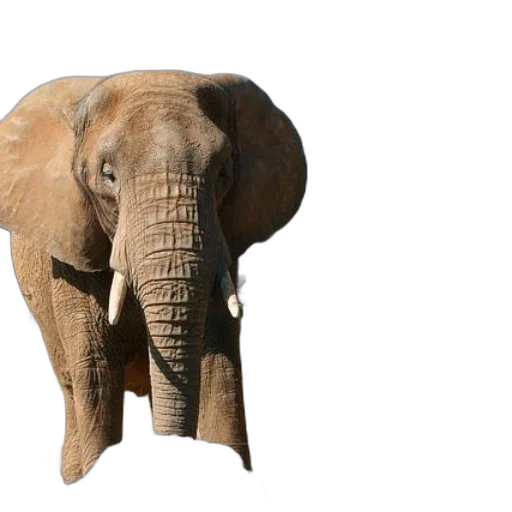 animal, creature, face, staff transparent PNG cut-out
