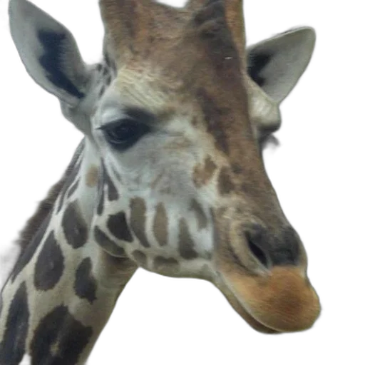 animal, creature, face, staff transparent PNG cut-out