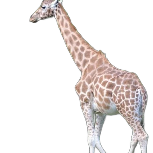 animal, creature, staff, jewelry transparent PNG cut-out