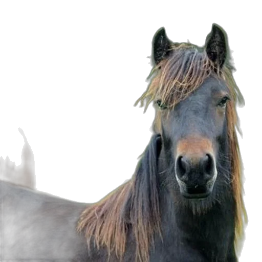 animal, hair, creature, hat transparent PNG cut-out