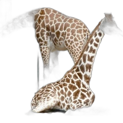 animal, shoes, creature, umbrella transparent PNG cut-out