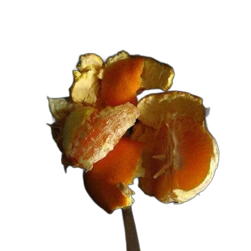 flower, staff, food, crown transparent PNG cut-out