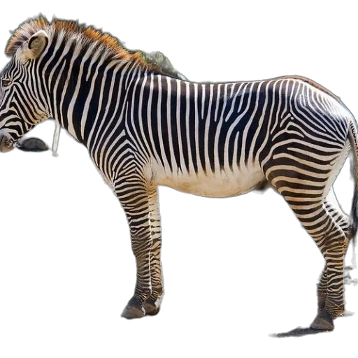 animal, creature, weapon, staff transparent PNG cut-out