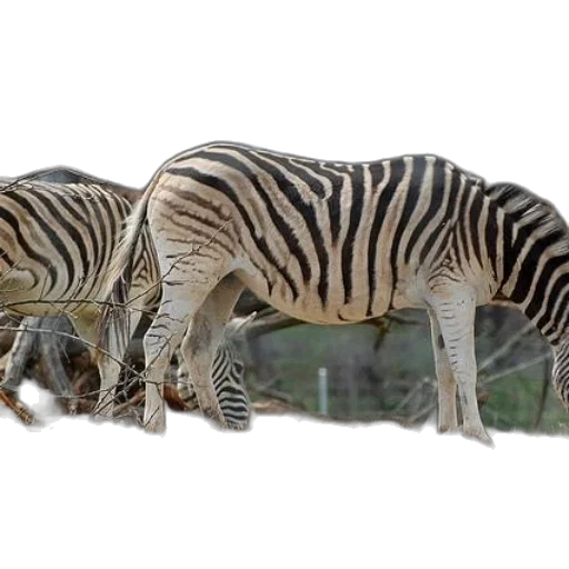 animal, creature, weapon, 3d render transparent PNG cut-out