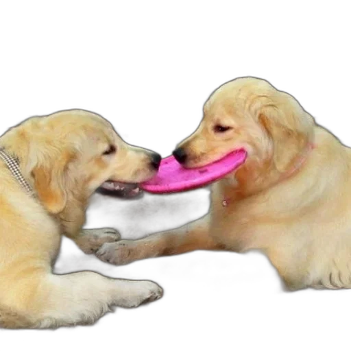 food, animal, weapon, shoes transparent PNG cut-out
