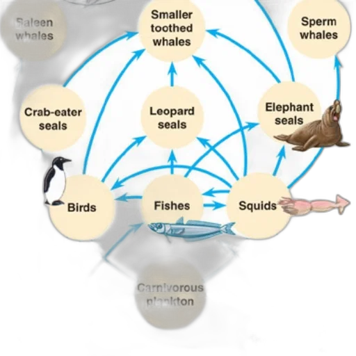 animal, diagram, illustrating, food transparent PNG cut-out