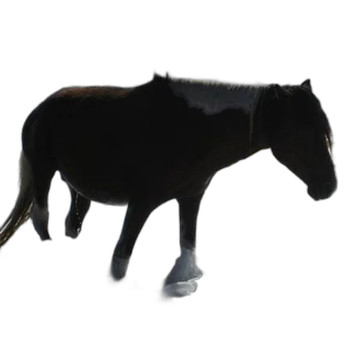 animal, staff, hat, creature transparent PNG cut-out