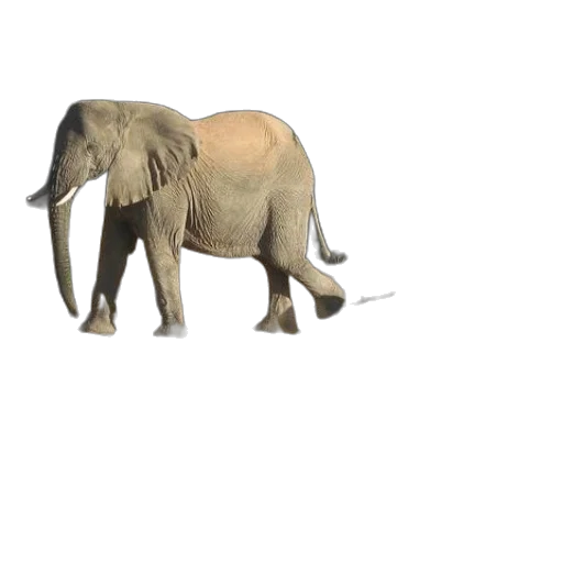 animal, creature, weapon, umbrella transparent PNG cut-out