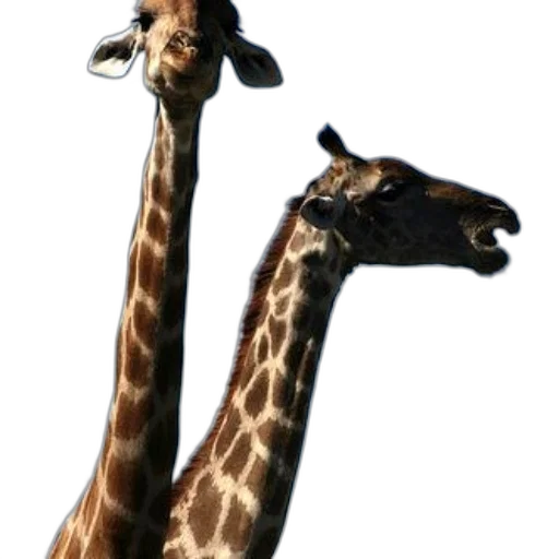 animal, creature, hat, staff transparent PNG cut-out