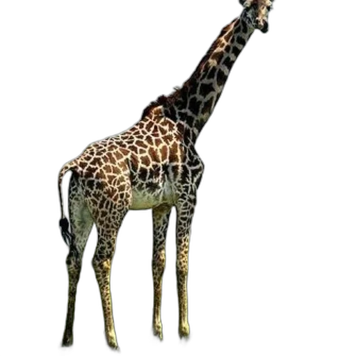 animal, creature, staff, weapon transparent PNG cut-out