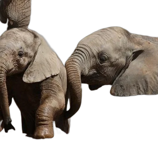 animal, photorealistic, 3d render, concept art transparent PNG cut-out