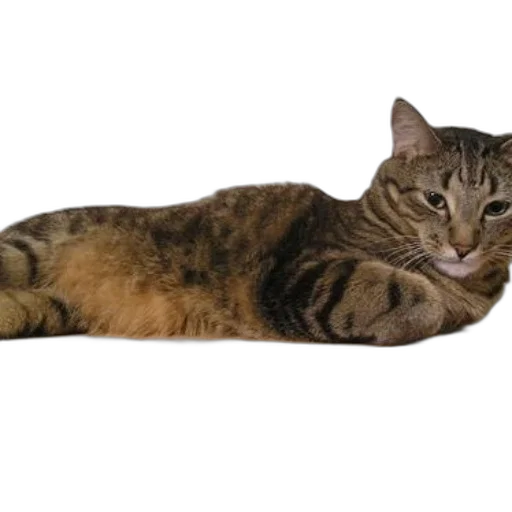 animal, staff, creature, furniture transparent PNG cut-out