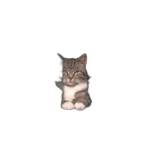 animal, staff, creature, face transparent PNG cut-out