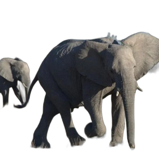 animal, creature, concept art, 3d render transparent PNG cut-out