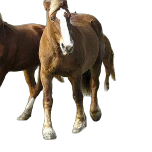 animal, shoes, creature, hat transparent PNG cut-out