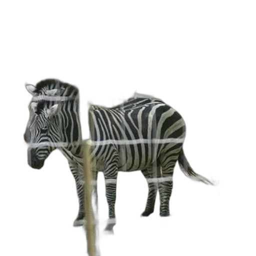 animal, creature, staff, jewelry transparent PNG cut-out