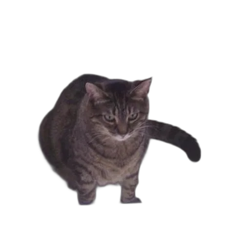 animal, creature, staff, hat transparent PNG cut-out