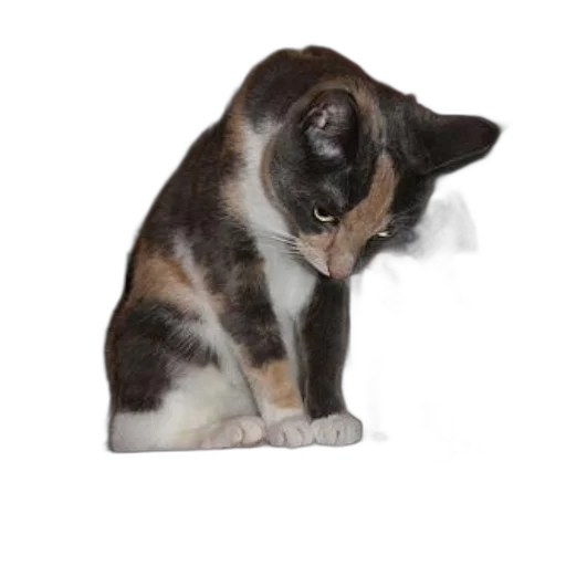staff, animal, creature, hat transparent PNG cut-out