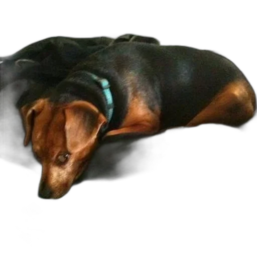 animal, creature, staff, face transparent PNG cut-out