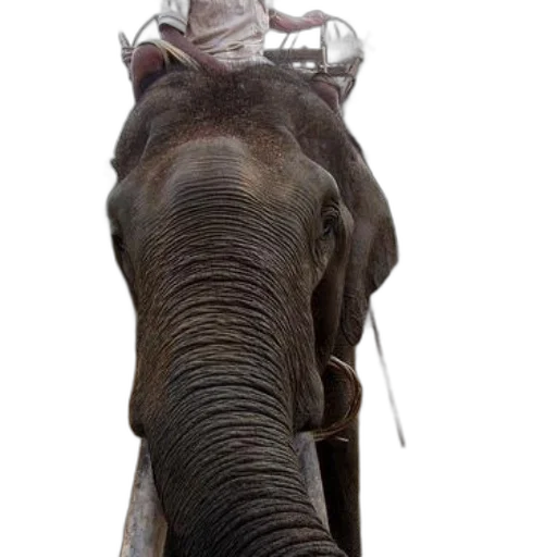 animal, creature, staff, mask transparent PNG cut-out