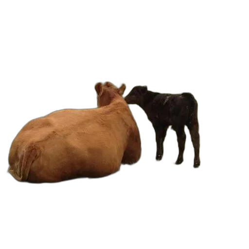 animal, food, furniture, hat transparent PNG cut-out