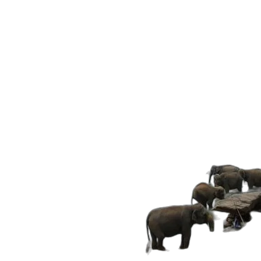 animal, furniture, shoes, creature transparent PNG cut-out