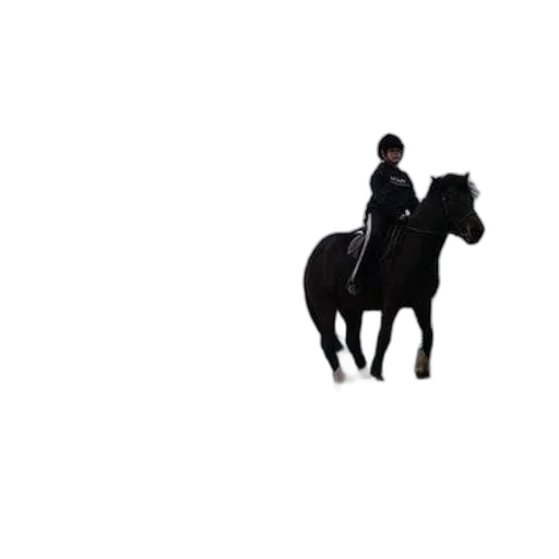 animal, jacket, hat, creature transparent PNG cut-out
