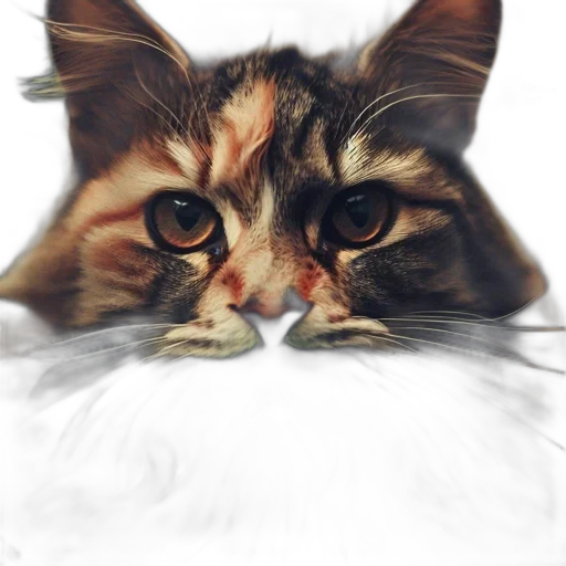 animal, face, creature, staff transparent PNG cut-out