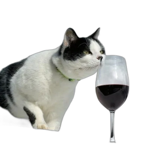 animal, food, bottle, staff transparent PNG cut-out