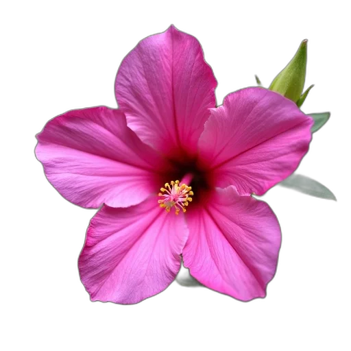 flower, crown, jewelry, staff transparent PNG cut-out