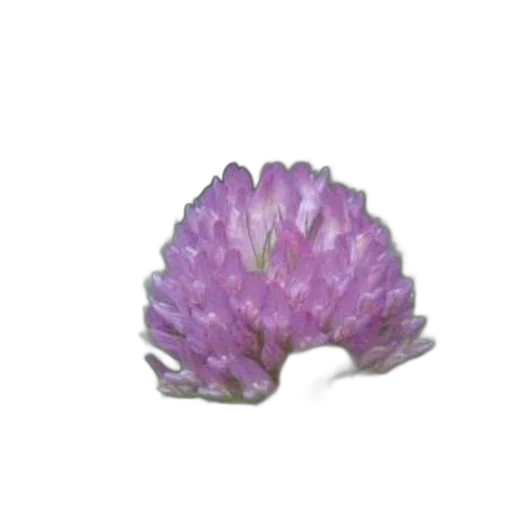 flower, crown, jewelry, hair transparent PNG cut-out
