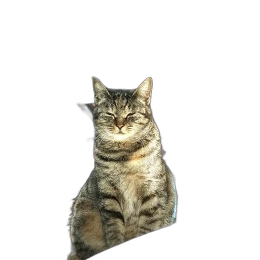 animal, staff, creature, face transparent PNG cut-out