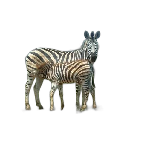 animal, creature, furniture, jewelry transparent PNG cut-out