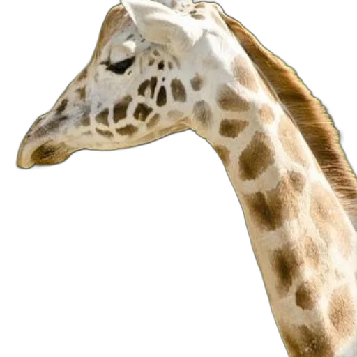 animal, creature, face, mask transparent PNG cut-out