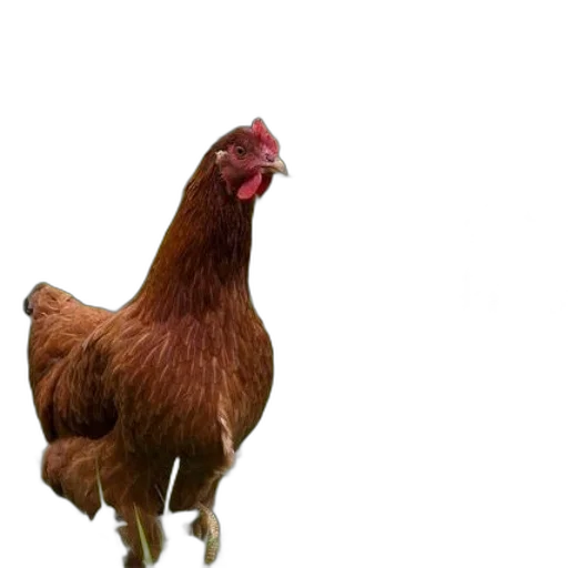 animal, creature, food, dress transparent PNG cut-out