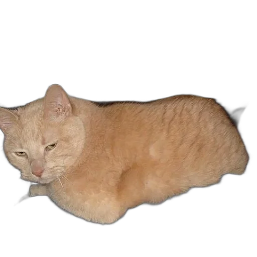 animal, creature, staff, jacket transparent PNG cut-out