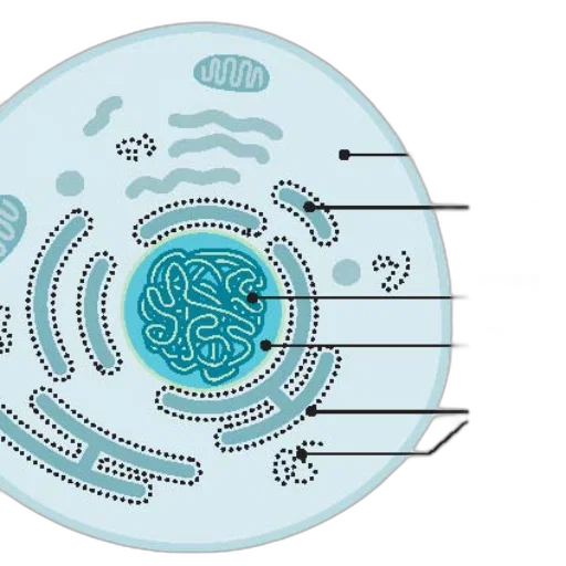 diagram, cell, labeled, parts transparent PNG cut-out