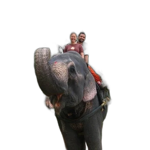 animal, creature, staff, mask transparent PNG cut-out