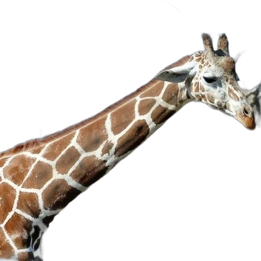 animal, creature, staff, weapon transparent PNG cut-out