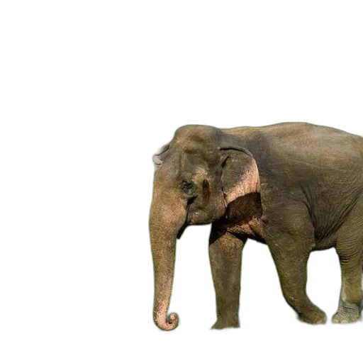 animal, creature, staff, weapon transparent PNG cut-out