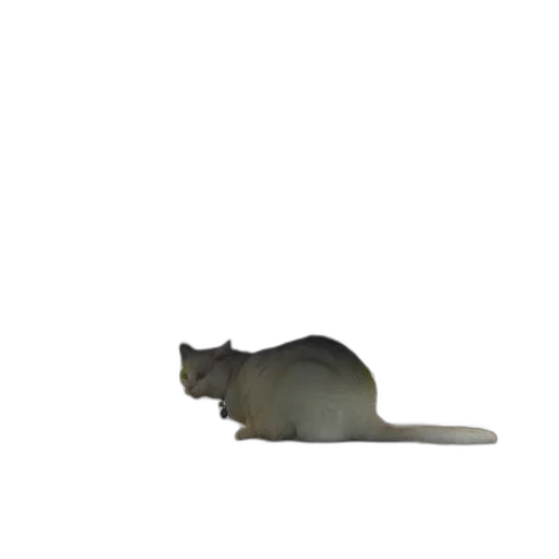 animal, creature, hat, staff transparent PNG cut-out